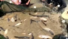 捉鱼视频,视频中的欢乐海洋之旅